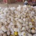 蜜瓜（金红宝）甘肃民勤收成水果之乡。口感甜美，风味独特。
