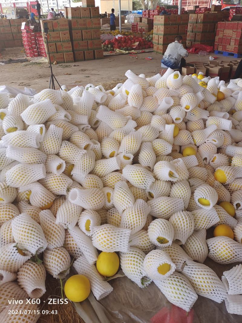 蜜瓜（金红宝）甘肃民勤收成水果之乡。口感甜美，风味独特。