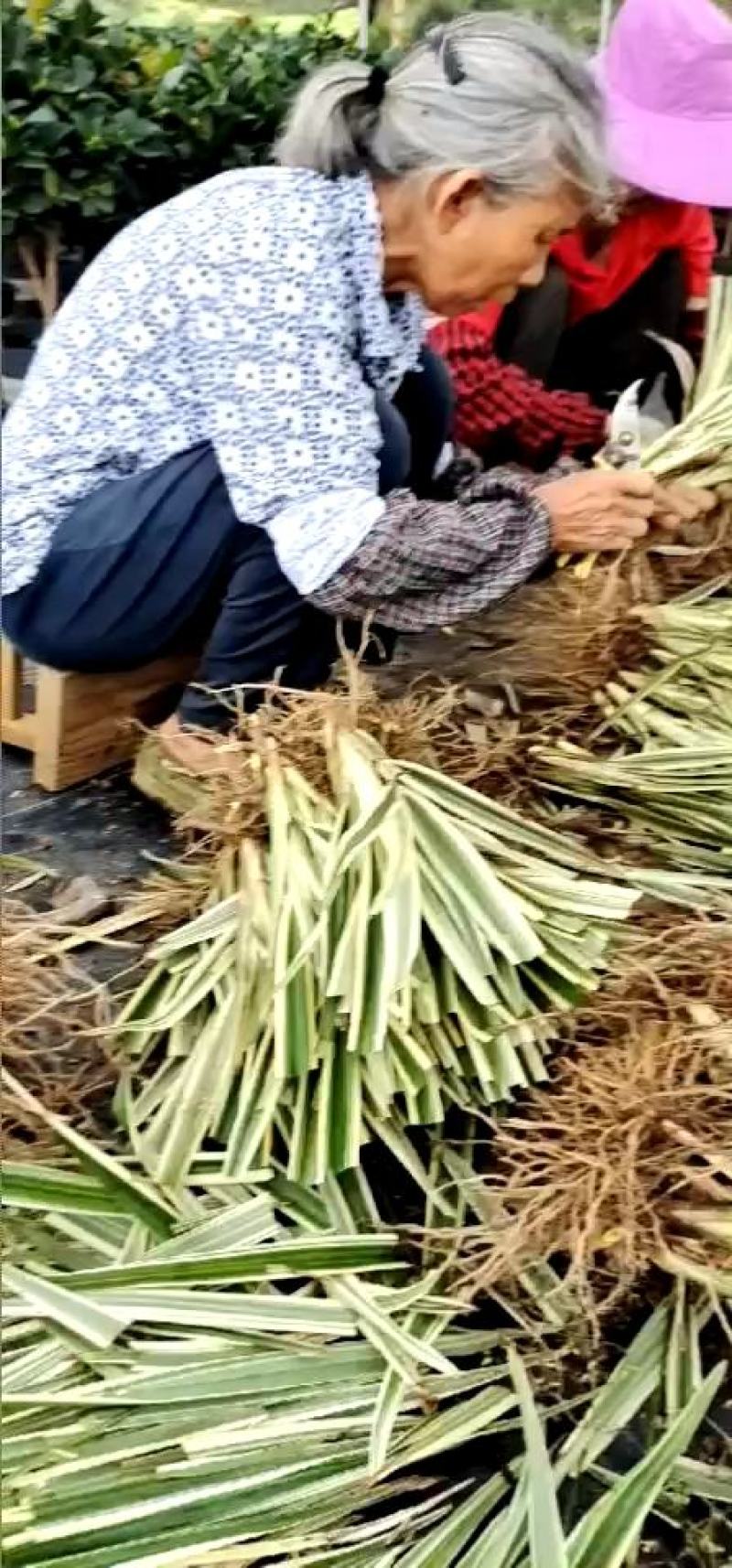 本苗圃60亩，主营山管兰苗200万，金叶菖蒲苗3000万