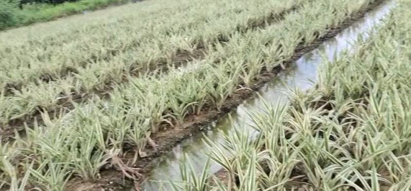 本苗圃60亩，主营山管兰苗200万，金叶菖蒲苗3000万