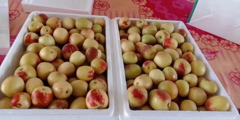 热卖精品沾化冬枣，酥脆甘甜，产地直供，电商对接，欢迎品鉴
