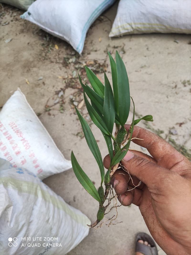 果上叶
