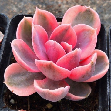 彩虹盆栽多肉植物阳台多肉