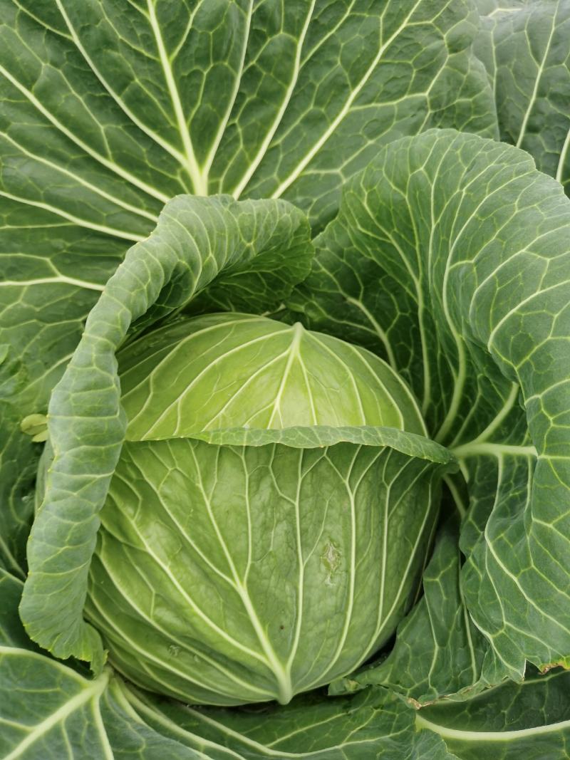莲花白