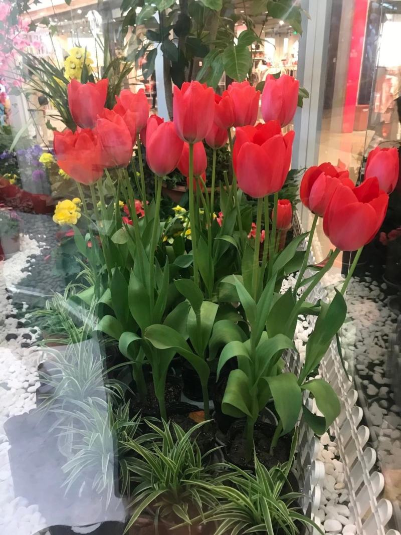 现货荷兰郁金香种球绿化花海切花颜色多质量好价格便宜