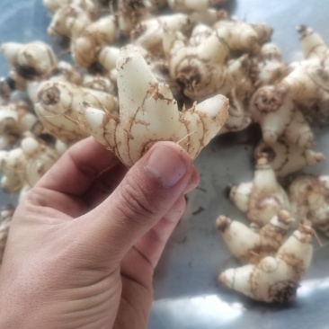 白芨，无硫，大货，白芨片
