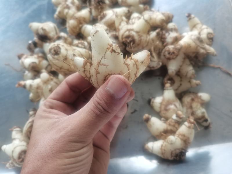 白芨，无硫，大货，白芨片