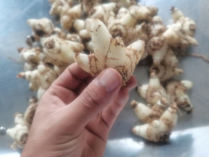 白芨，无硫，大货，白芨片