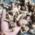 白芨，无硫，大货，白芨片