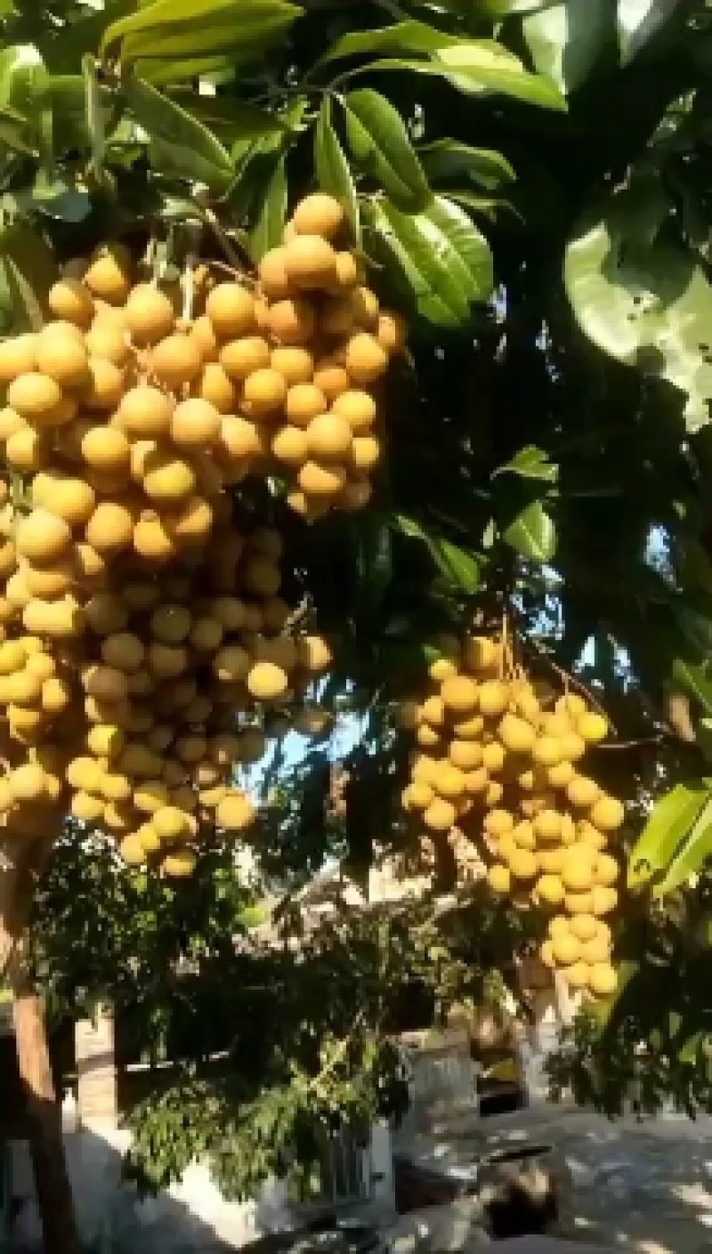 石硖龙眼，荔枝干