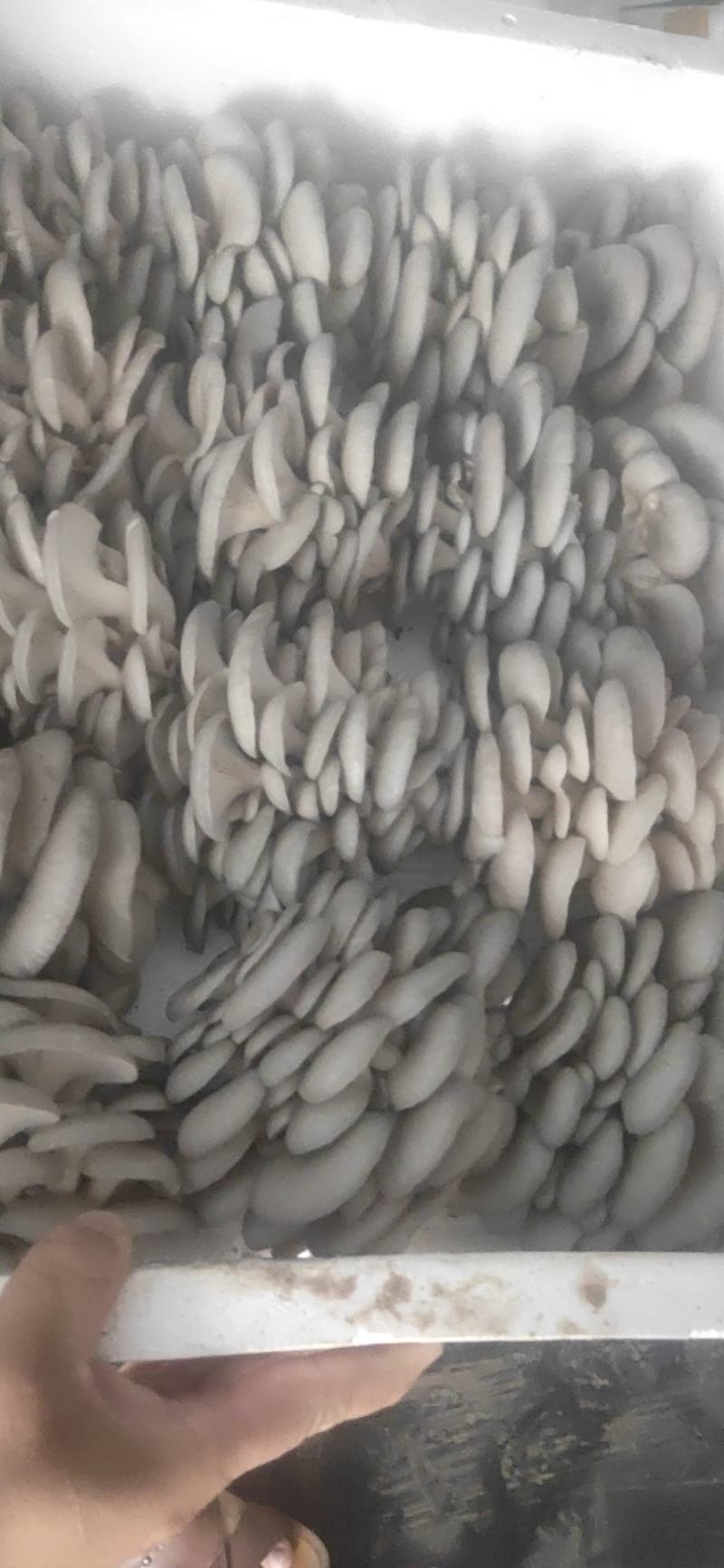 头茬蘑菇