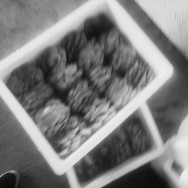 头茬蘑菇