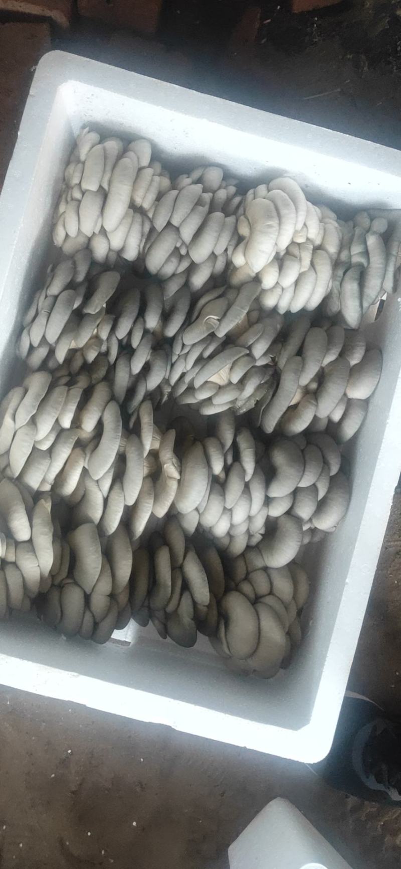 头茬蘑菇