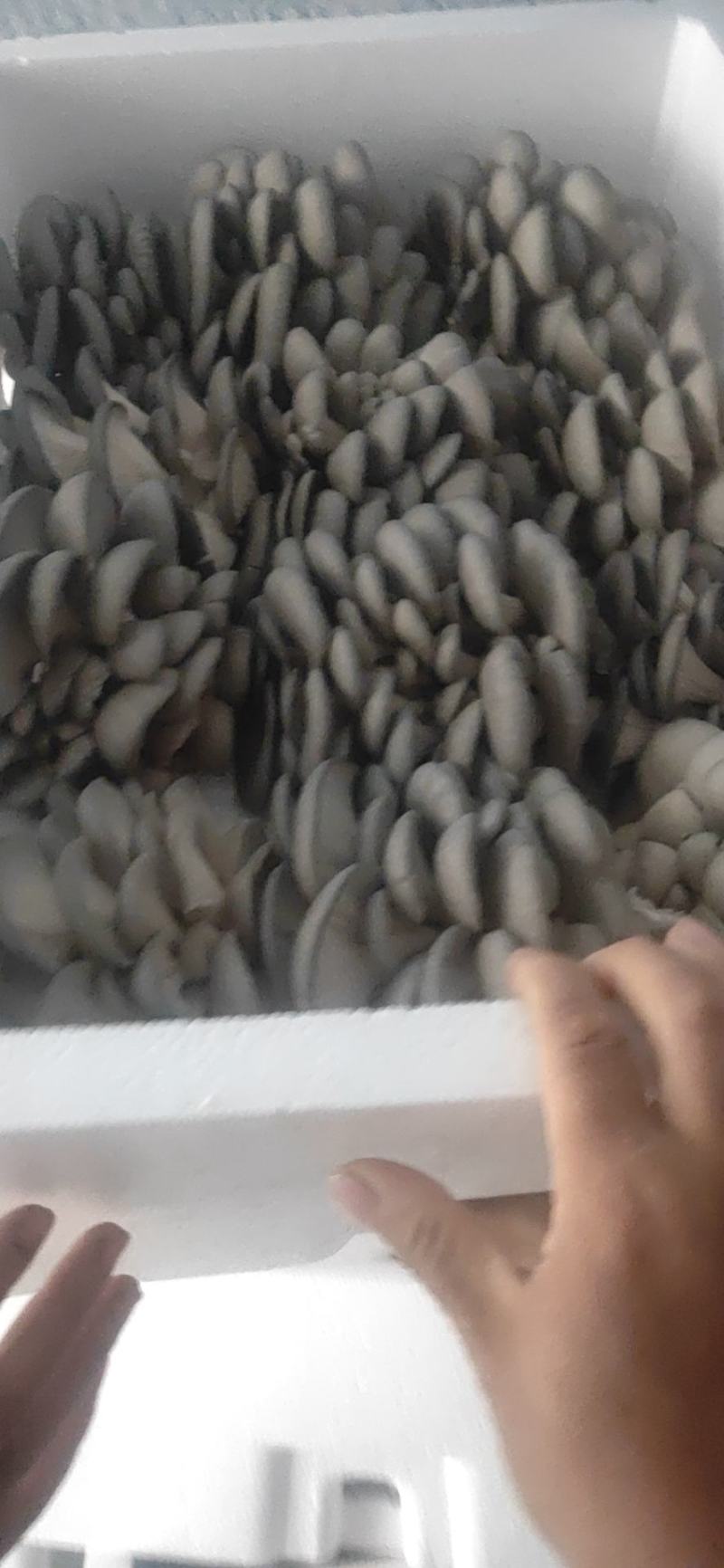 头茬蘑菇