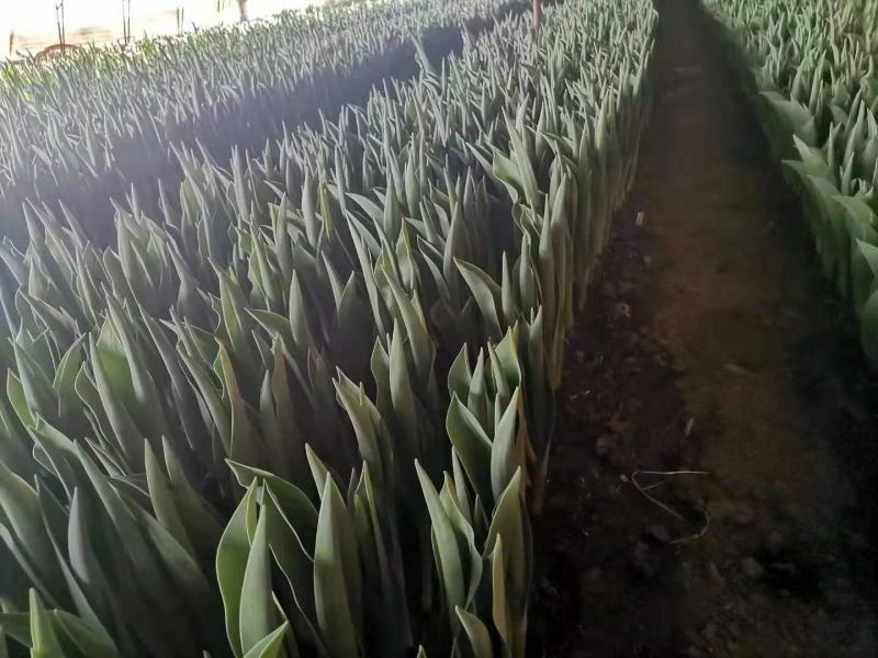 现货荷兰郁金香种球绿化花海切花颜色多质量好价格便宜