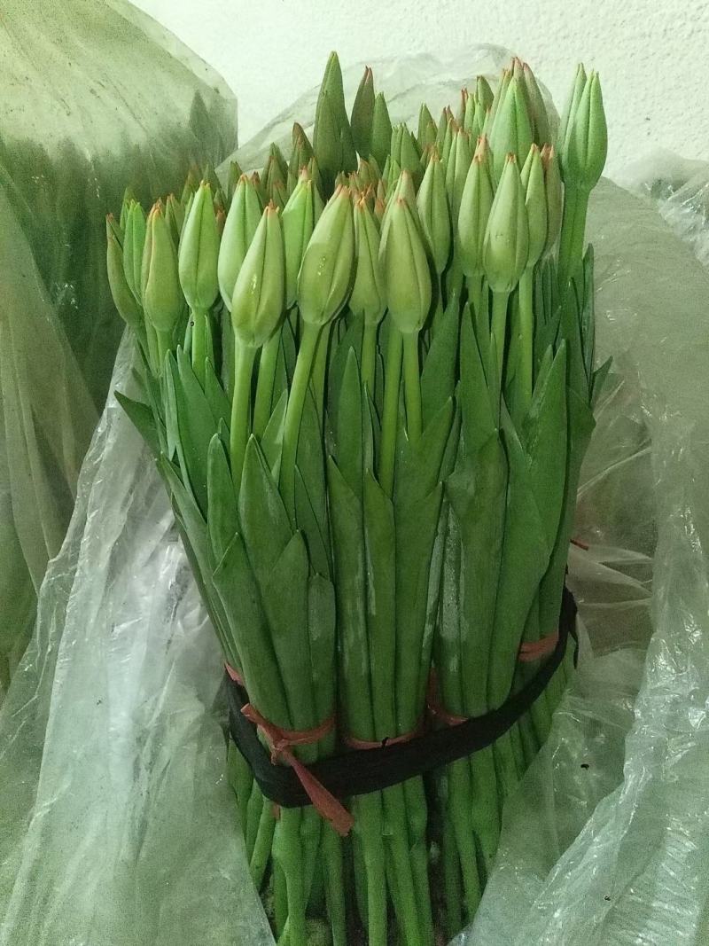 现货荷兰郁金香种球绿化花海切花颜色多质量好价格便宜