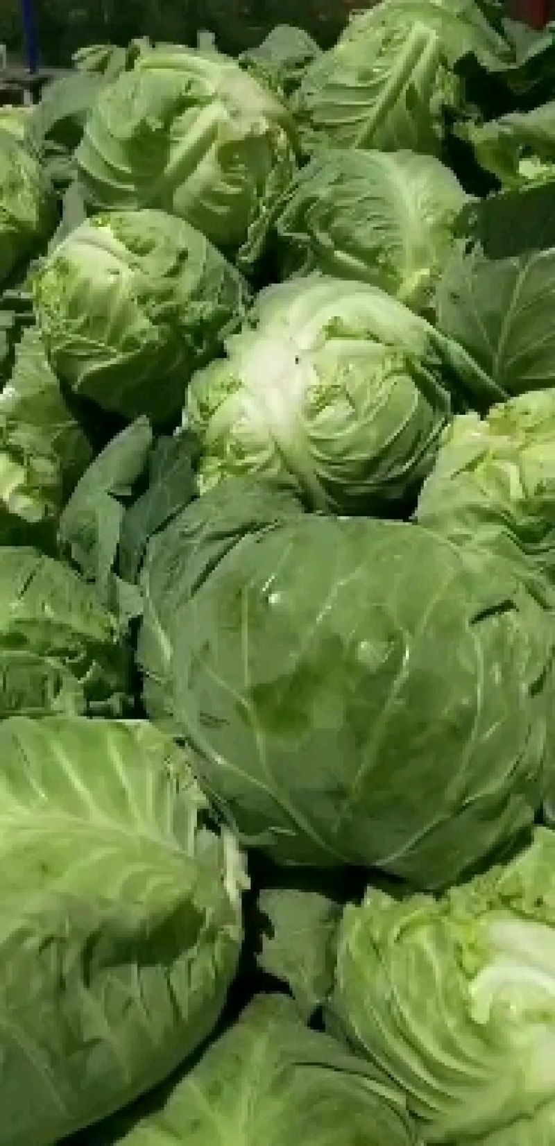 康保铁头甘蓝质量好价格低，货源充足，规格齐全，欢迎批发