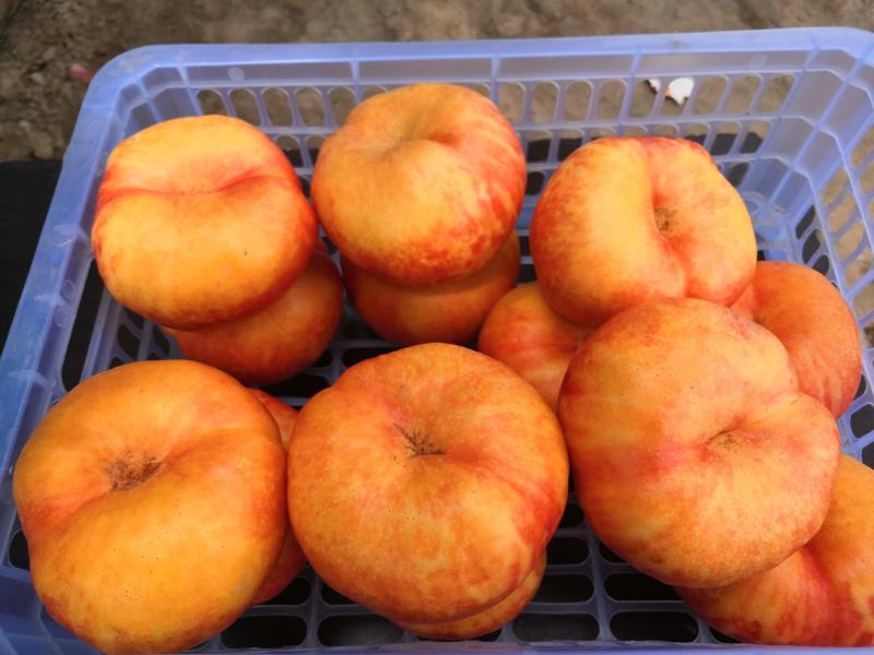 【精选】精品黄金油蟠桃十二亩数万斤收购有意联系