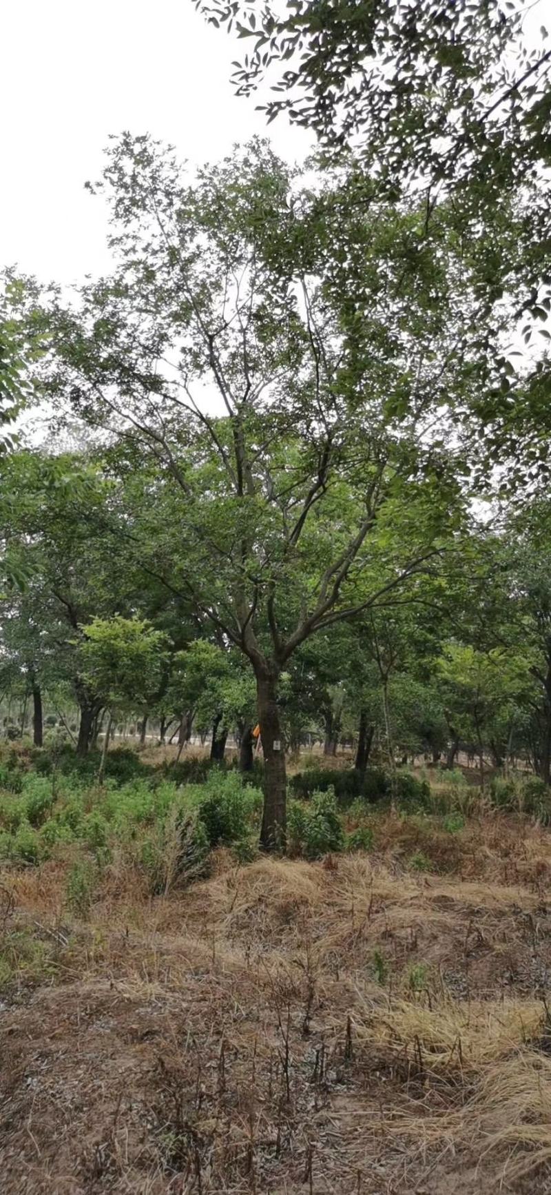 朴树价格朴树基地优选朴树朴树10-25公分