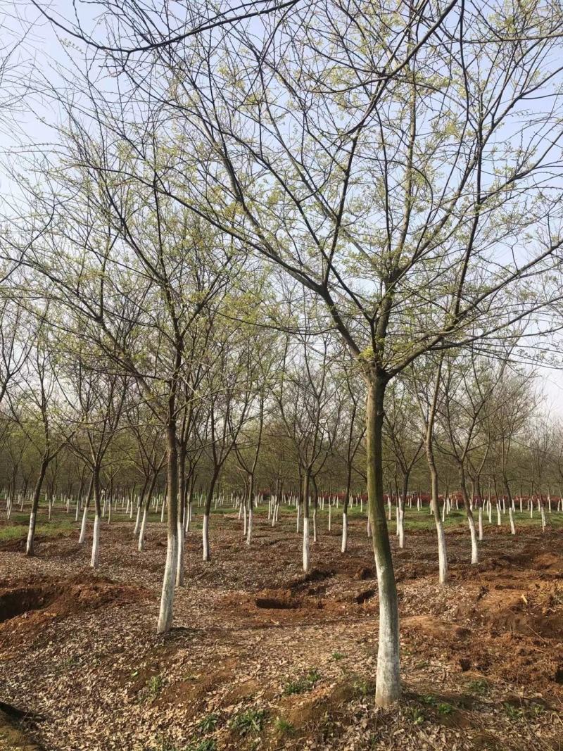 朴树价格朴树基地优选朴树朴树10-25公分