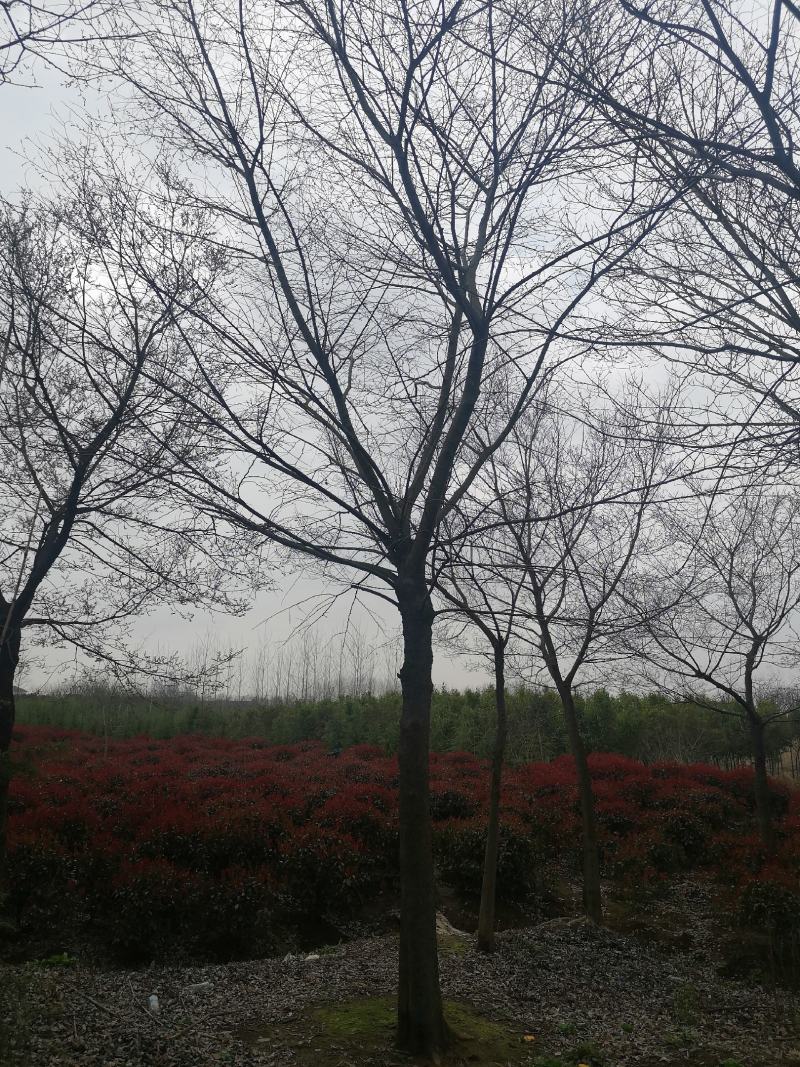 朴树价格朴树基地优选朴树朴树10-25公分