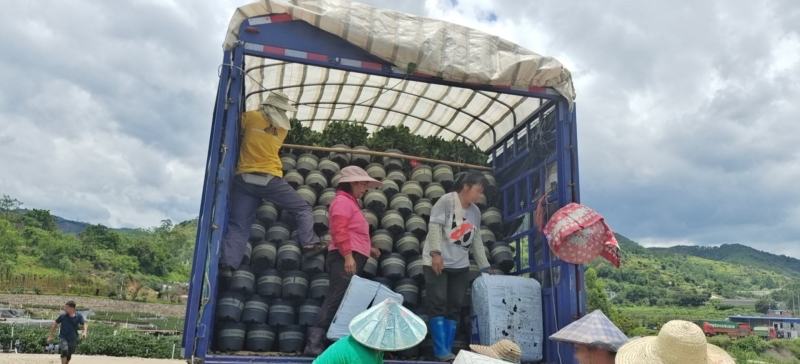 本苗圃几十亩四季红山茶，大叶茶花，产地直销，全国供货