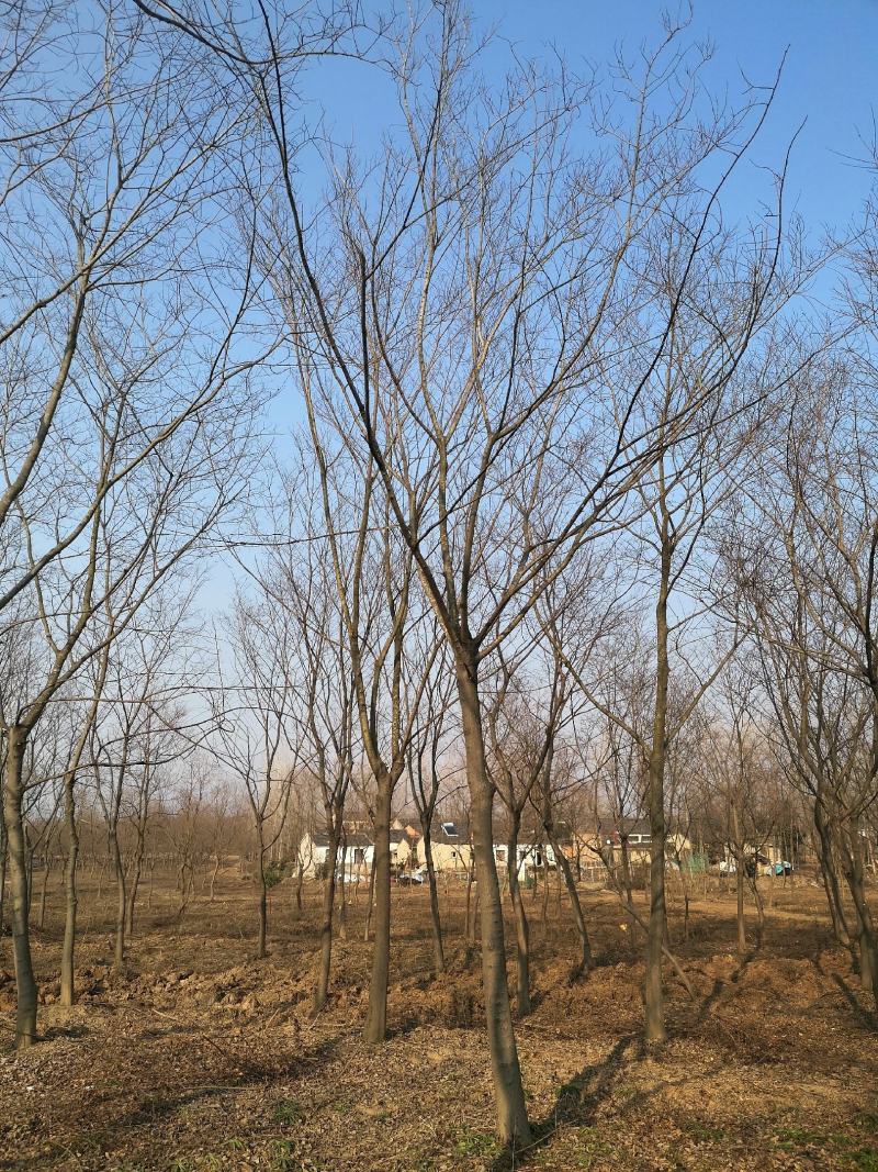 朴树价格朴树基地优选朴树朴树10-25公分