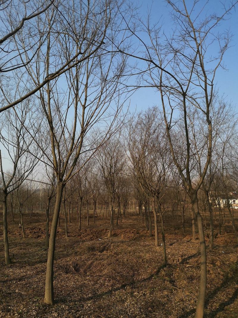 朴树价格朴树基地优选朴树朴树10-25公分