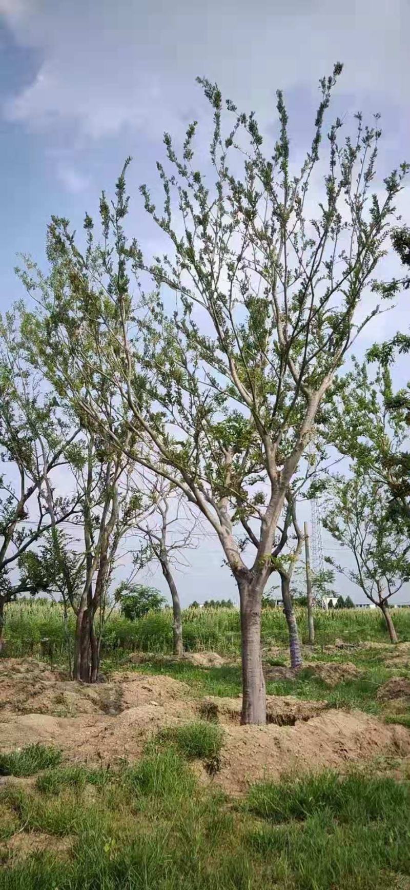 朴树价格朴树基地优选朴树朴树10-25公分