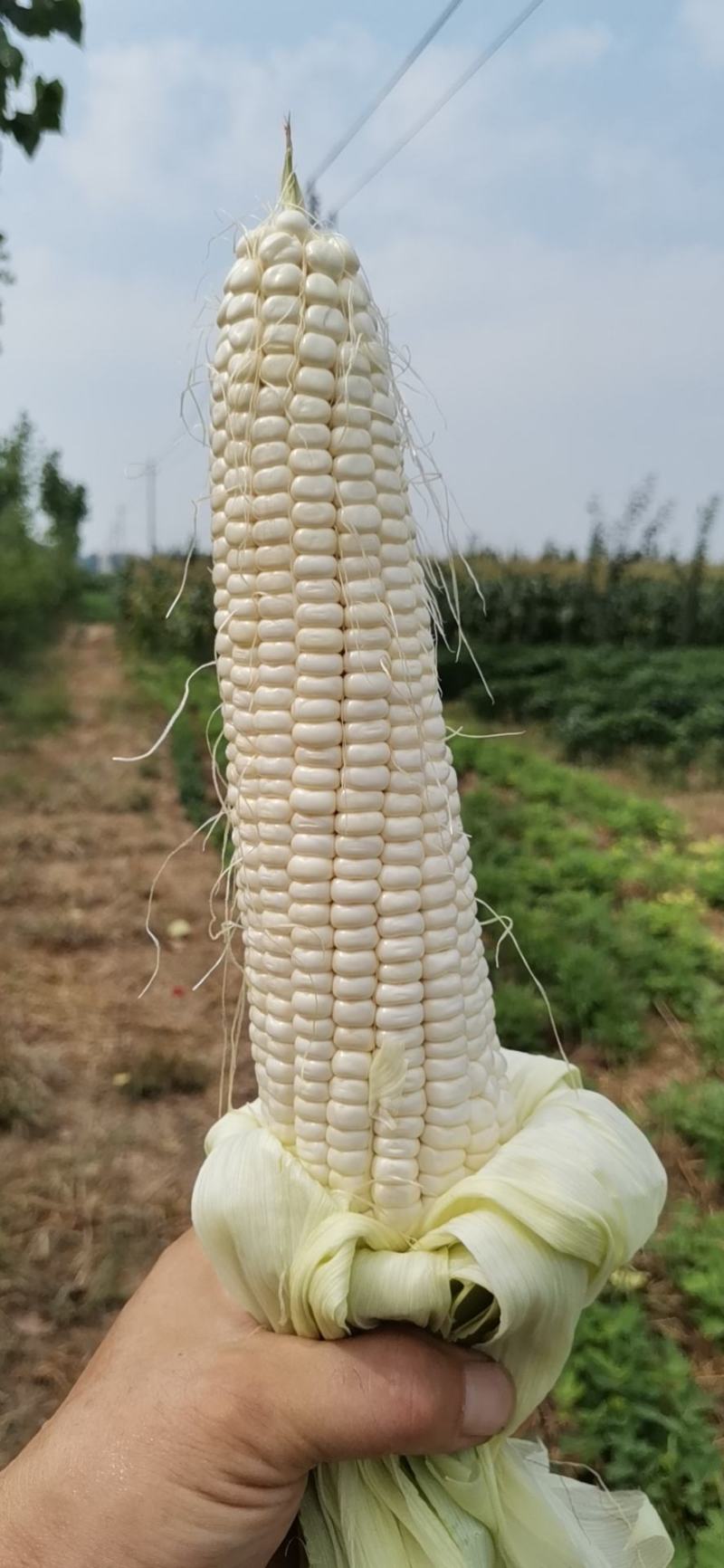 糯玉米，鲜玉米，各种水果玉米，