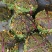 现摘现发新鲜向日葵盘