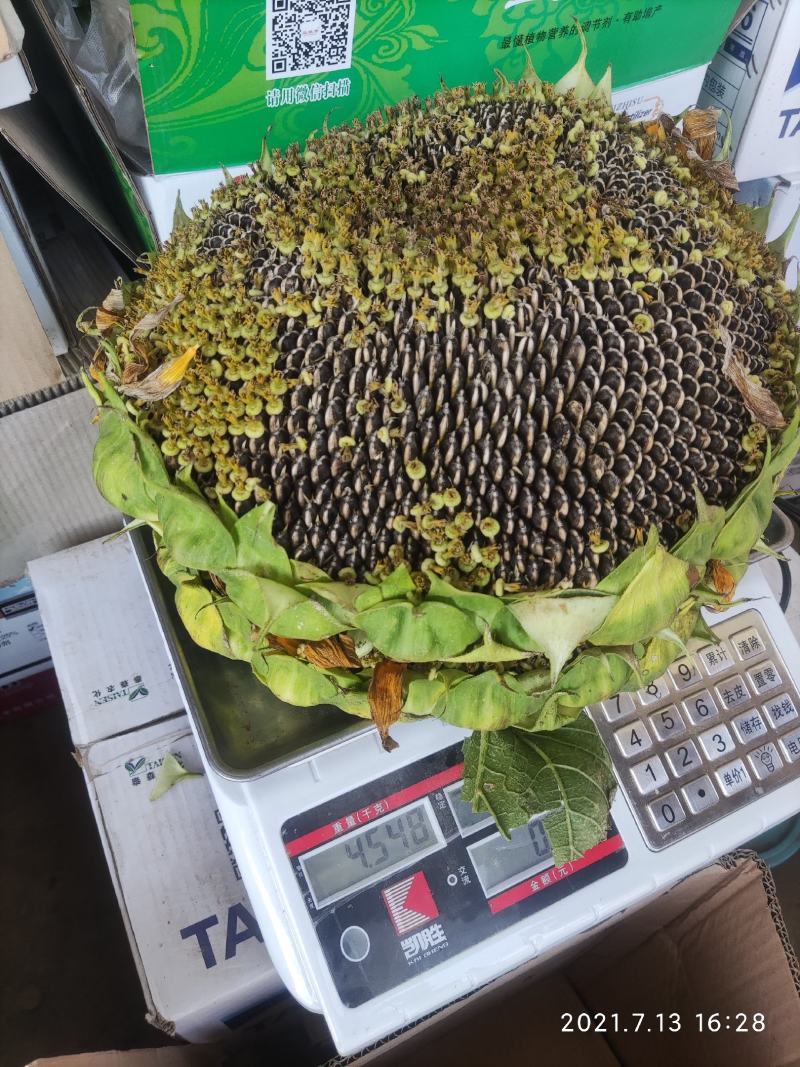 现摘现发新鲜向日葵盘