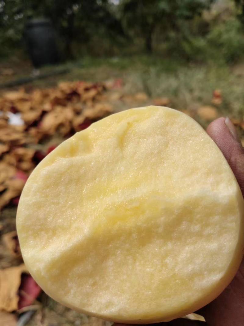 维纳斯苹果苗众诚苹果苗烟富8苹果苗