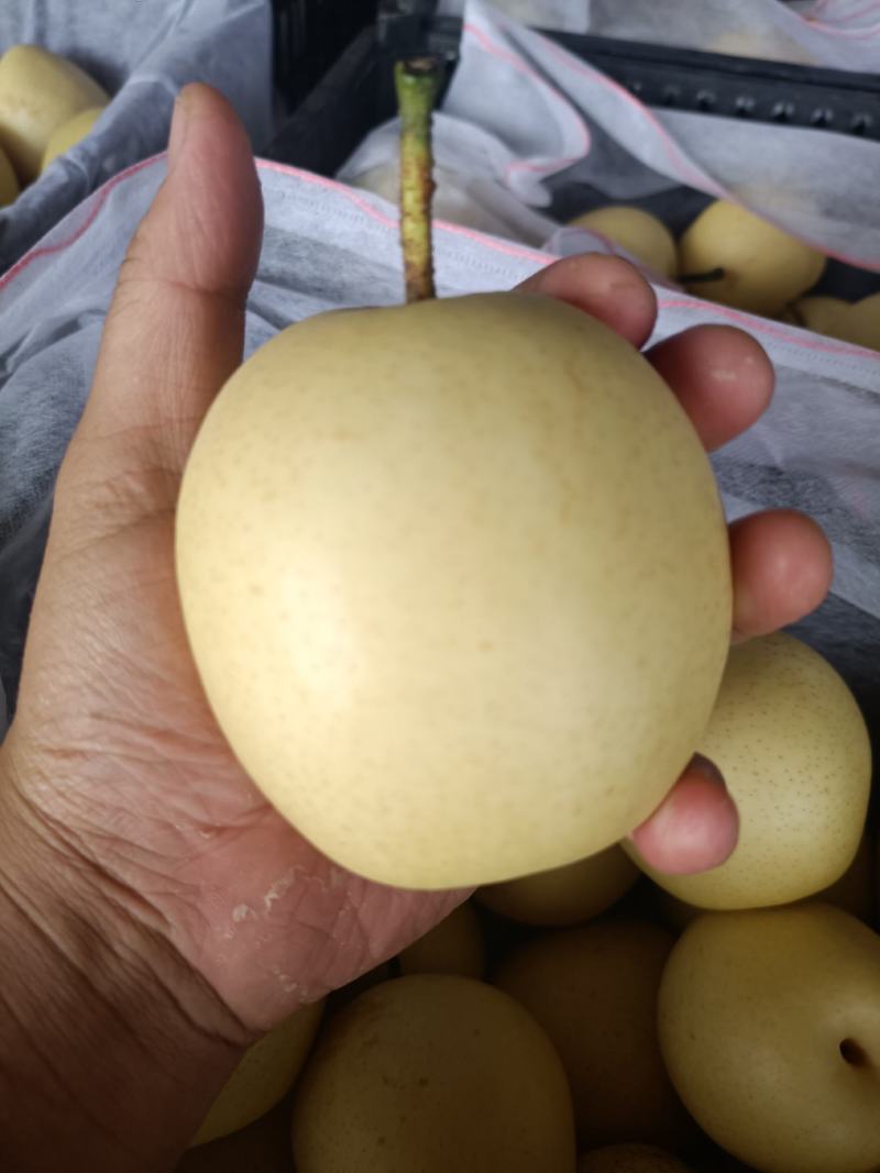 河北皇冠梨。大甜皇冠梨大量上市，产地直供价格不高需要联系