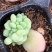 泡泡糖穴盘苗正版多肉群生泡泡糖拼多多淘宝专供