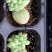 泡泡糖穴盘苗正版多肉群生泡泡糖拼多多淘宝专供