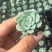 阿尔巴美尼穴盘苗多肉正版小贵货淘宝拼多多专供