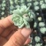 阿尔巴美尼穴盘苗多肉正版小贵货淘宝拼多多专供