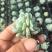 阿尔巴美尼穴盘苗多肉正版小贵货淘宝拼多多专供
