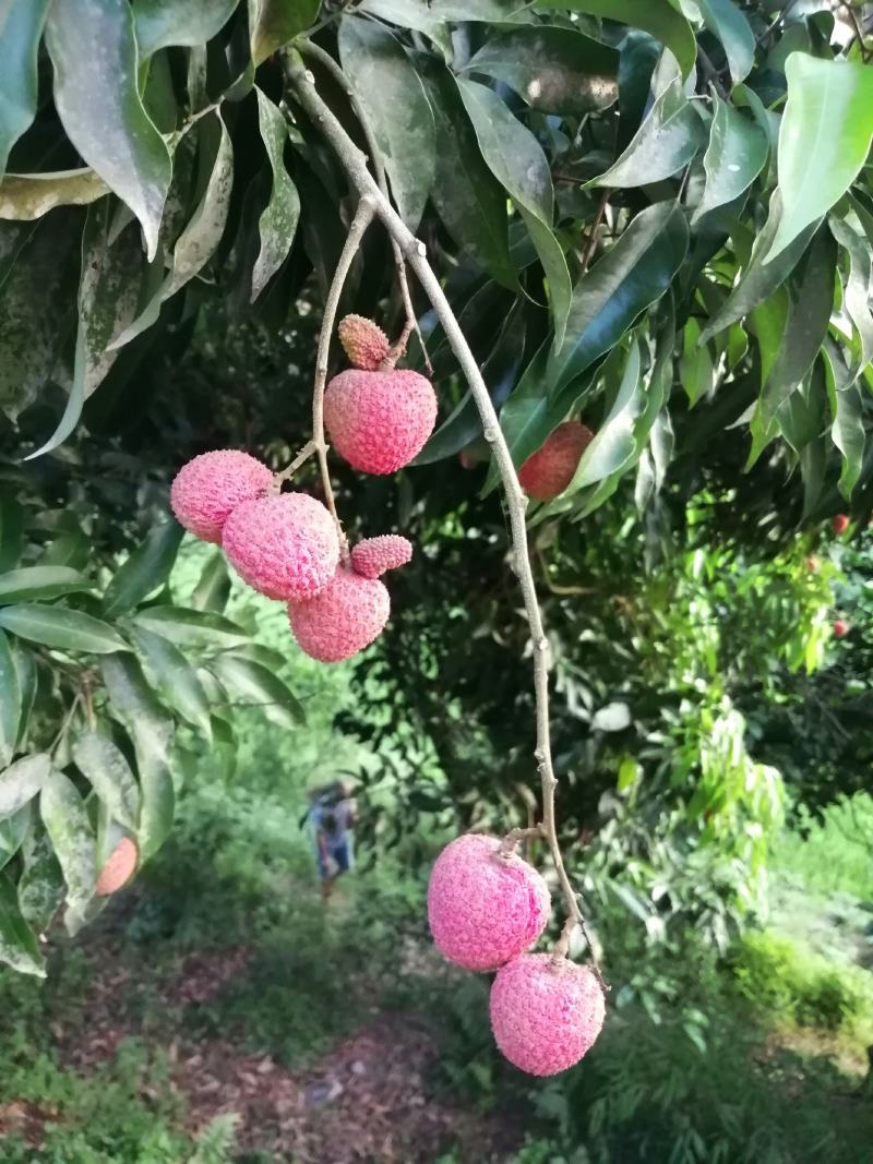 合江新鲜荔枝上市了，想做得盆友看过开