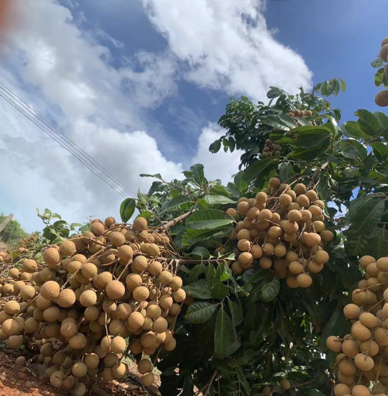 龙眼大量上市，有需要的老板联系我！！！！