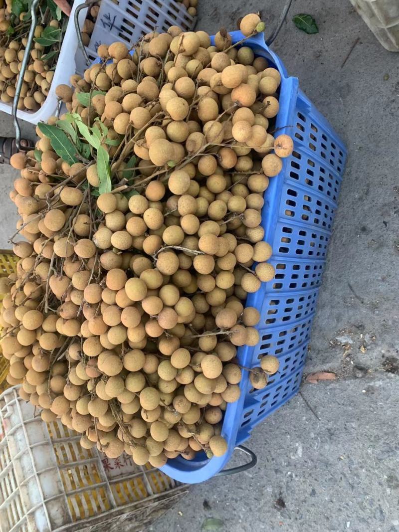 龙眼大量上市，有需要的老板联系我！！！！