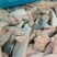 马哈鱼碎肉边角料马哈鱼碎肉边角料马哈鱼碎肉边角料马哈鱼碎