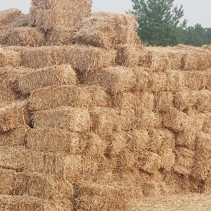 2022年小麦秸秆大量出售，二次加工揉丝压块小包装