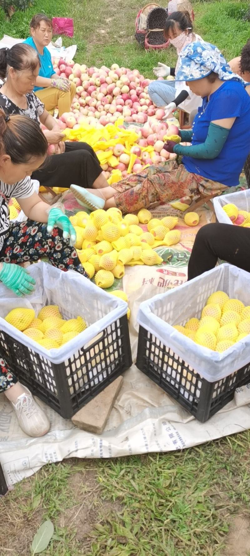 苹果陕西早熟苹果松柏金，秦阳马上上市！75起步货源充足！