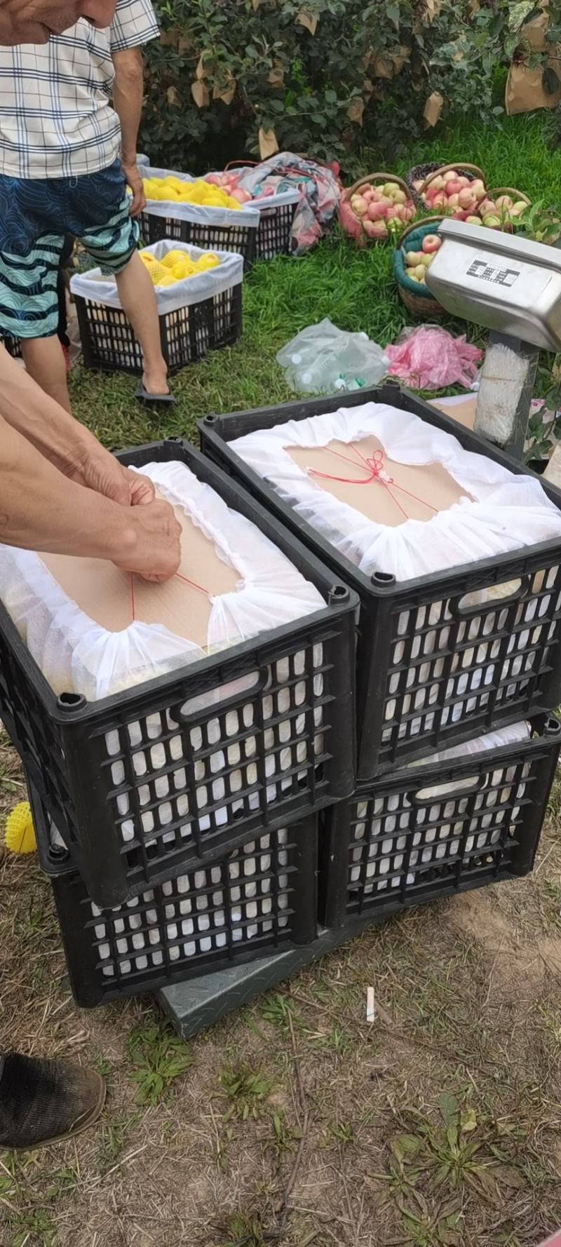 苹果陕西早熟苹果松柏金，秦阳马上上市！75起步货源充足！