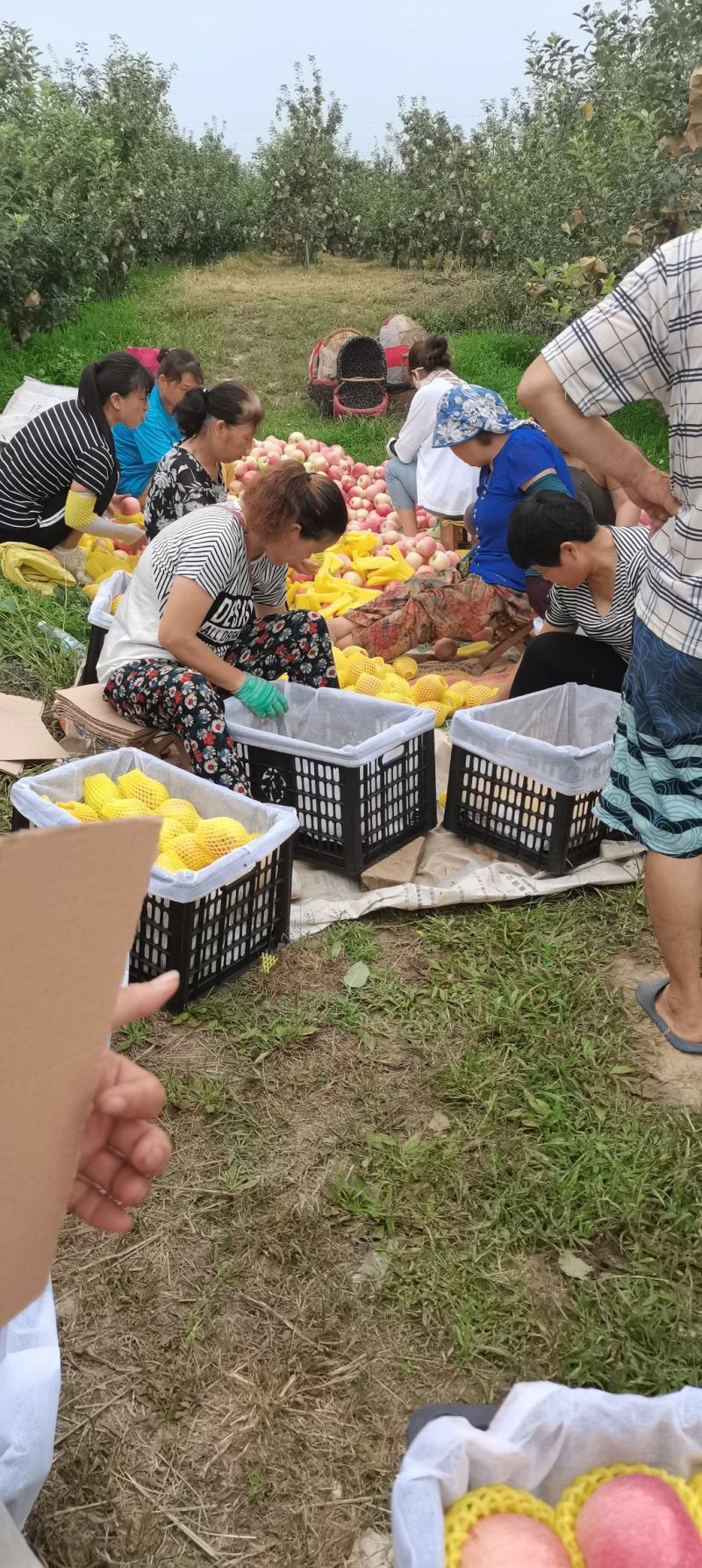 苹果陕西早熟苹果松柏金，秦阳马上上市！75起步货源充足！