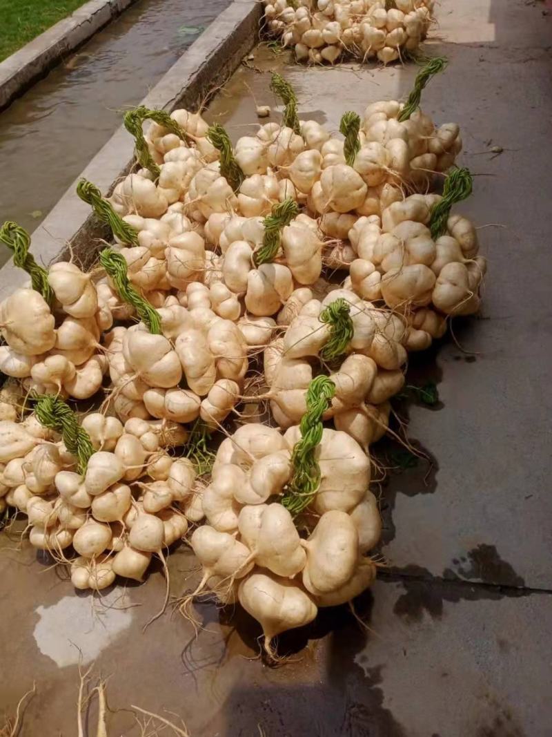 豆薯500~1000g