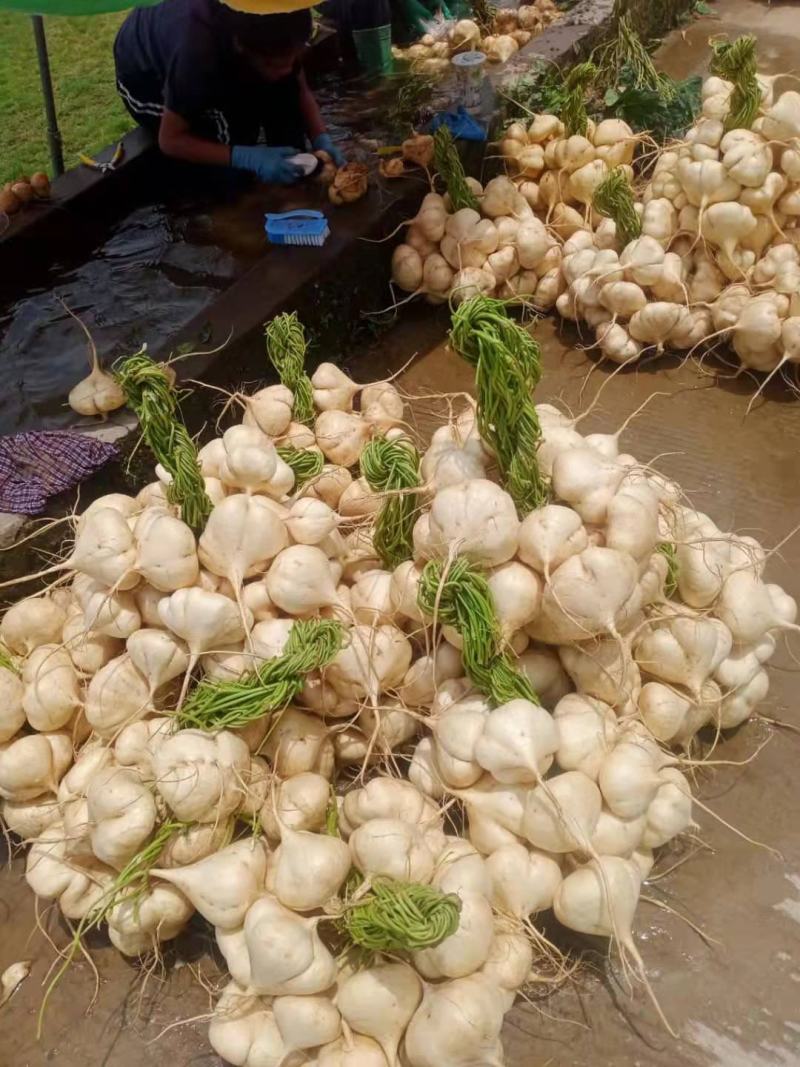 豆薯500~1000g