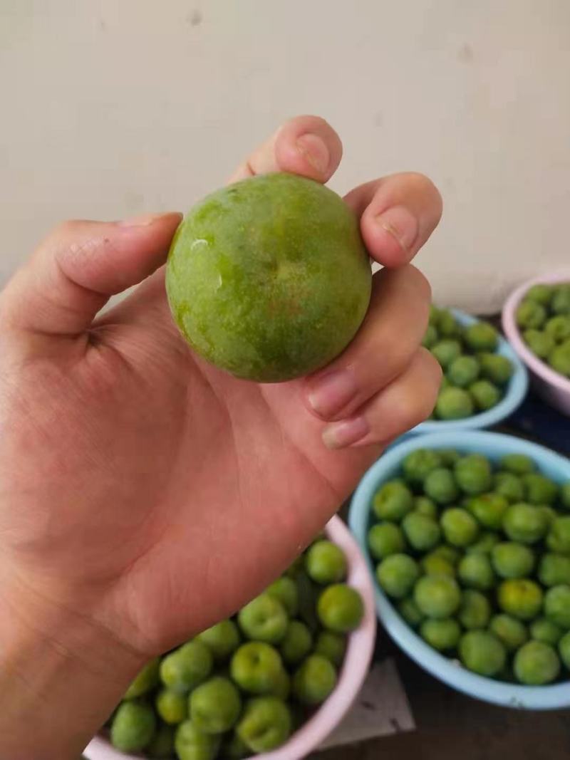 陕西青脆李产地直供货源充足欲购从速价格优惠